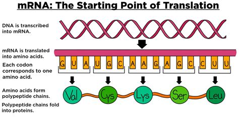 is mrna transcription or translation.